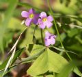 Oxalis latifolia